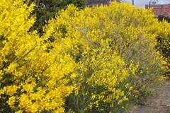 Spartium junceum