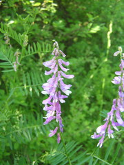 Vicia tenuifolia