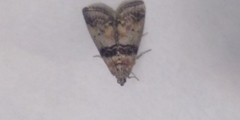 Sciota rhenella