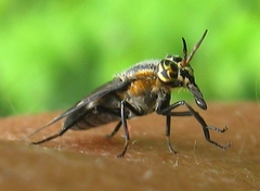 Chrysops cincticornis
