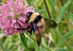 Bombus robustus