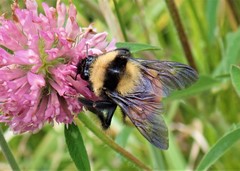 Bombus robustus