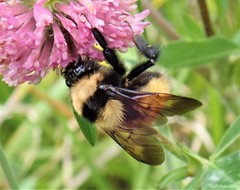 Bombus robustus