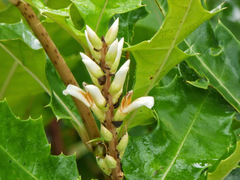 Acanthus ebracteatus