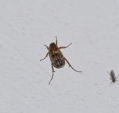 Isonychus arizonensis