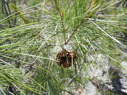Image of Pinus pinceana by (c) Leticia Jiménez Hernández, some rights reserved (CC BY-SA)