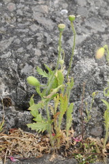 Papaver rhoeas