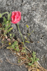 Papaver rhoeas