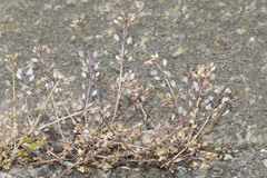 Cochlearia danica
