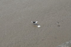 Larus marinus