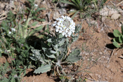 Dimorphocarpa candicans