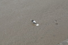 Larus marinus