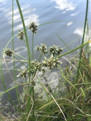 Cyperus lupulinus