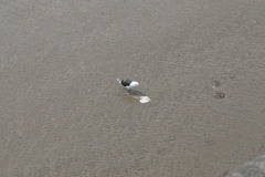 Larus marinus