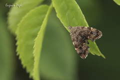 Anthophila fabriciana