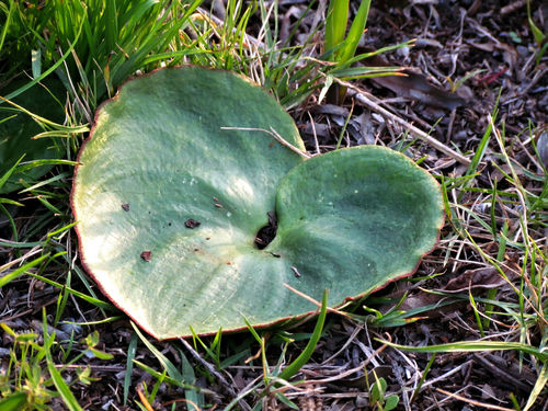 Eriospermum porphyrium