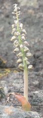 Lachenalia violacea
