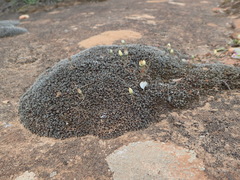 Ornithogalum rupestre
