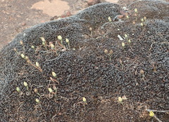 Ornithogalum rupestre