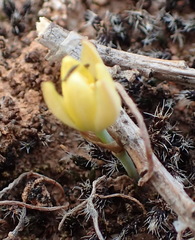 Ornithogalum rupestre