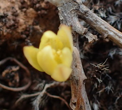 Ornithogalum rupestre