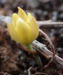 Ornithogalum rupestre