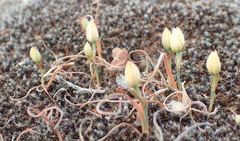 Ornithogalum rupestre
