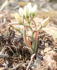 Ornithogalum rupestre
