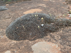Ornithogalum rupestre
