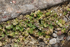 Cochlearia officinalis