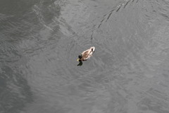 Anas platyrhynchos