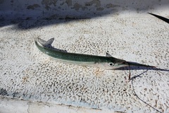 Hyporhamphus ihi