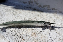 Hyporhamphus ihi