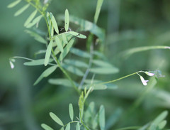 Vicia tetrasperma