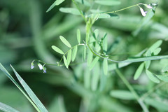Vicia tetrasperma