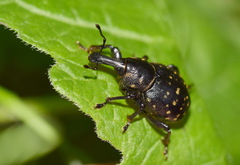 Liparus germanus