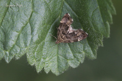 Anthophila fabriciana