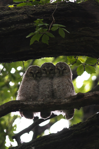 Cárabo común (Strix aluco)