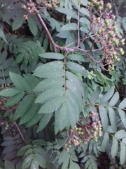 Sorbus aucuparia