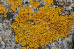 Xanthoria parietina