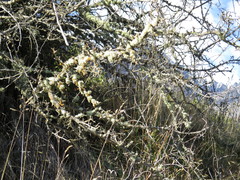 Usnea subgracilis