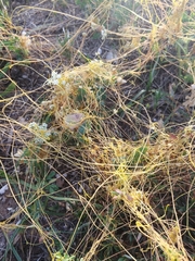 Cuscuta
