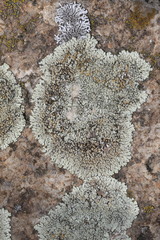 Protoparmeliopsis muralis