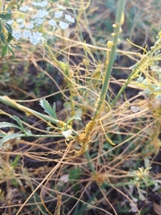Cuscuta