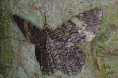 Amblychia hymenaria