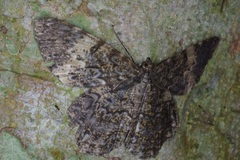 Amblychia hymenaria