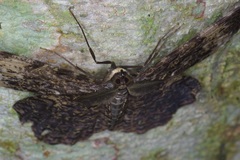 Amblychia hymenaria