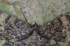 Amblychia hymenaria