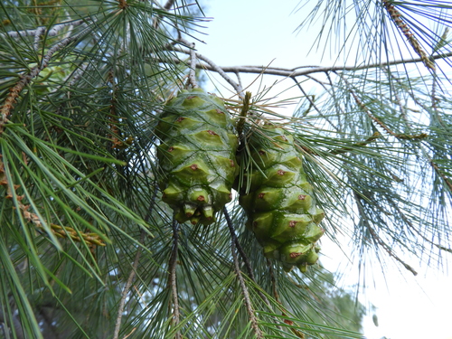 Image of Pinus pinceana by (c) Leticia Jiménez Hernández, some rights reserved (CC BY-SA)