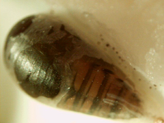 Episyrphus balteatus